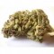 Jack Herer Medical Marijuana Strain